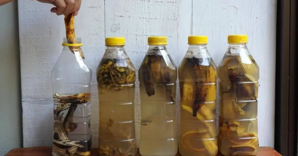 Cáscaras de plátano: póngalas en una botella. Si las usa así, nunca las volverá a tirar.