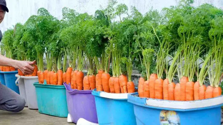 Método campesino para cultivar zanahorias en casa: cosecha abundante