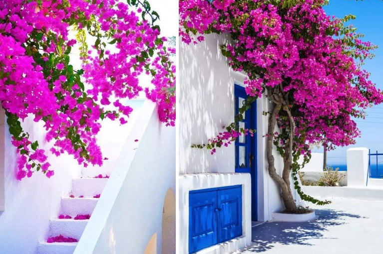 Bougainvillea: Cómo cultivarla y cuándo podarla para una floración hermosa