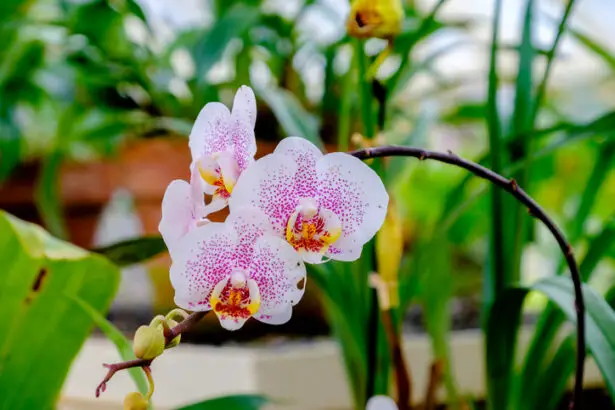 Haga que una orquídea (vuelva a) florecer: este producto milagroso en su cocina revitaliza su planta.