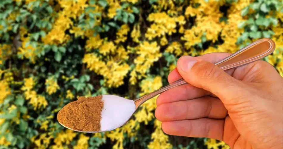 De este modo, las plantas amarillentas o podridas reviven en pocas horas.