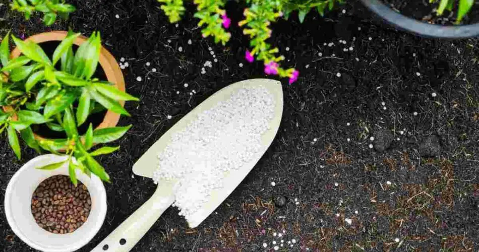 El Wunderaufguss que devuelve la vida a las plantas muertas: Pruébelo ahora