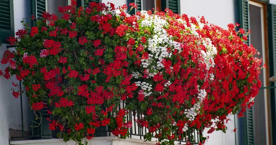 Estas flores nunca deberían colocarse en el balcón, ya que pronto morirán: retírelas.