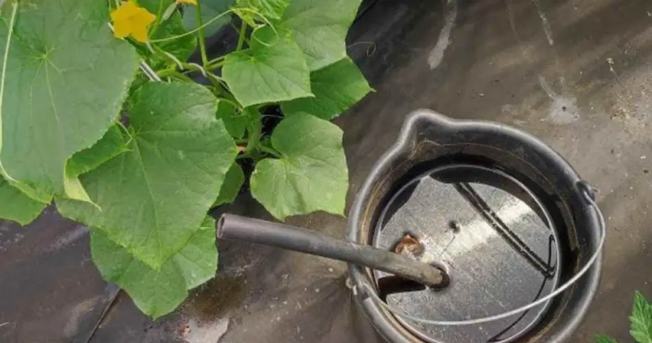 Esta mezcla mantiene tomates, pimientos, berenjenas y cebollas vivos durante años.