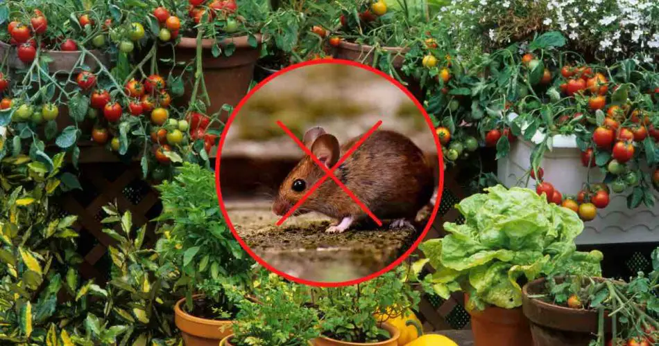 Esta planta mantiene a los ratones fuera de su hogar de inmediato: úsela para sazonar los platos.