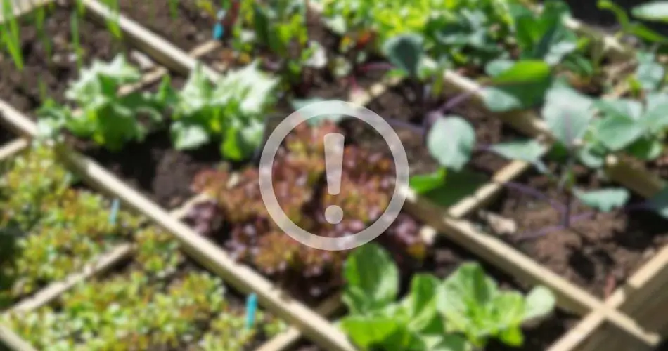 Esta planta es venenosa, muchas personas la cultivan en sus jardines; compruebe si la tiene.