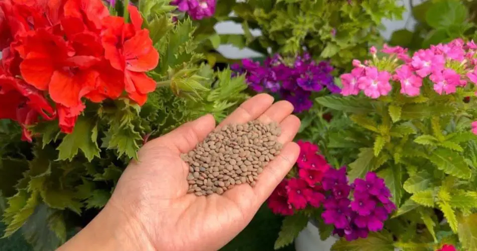 Este ingrediente hace que el jardín estalle en plena floración — no podrás dejar de usarlo.