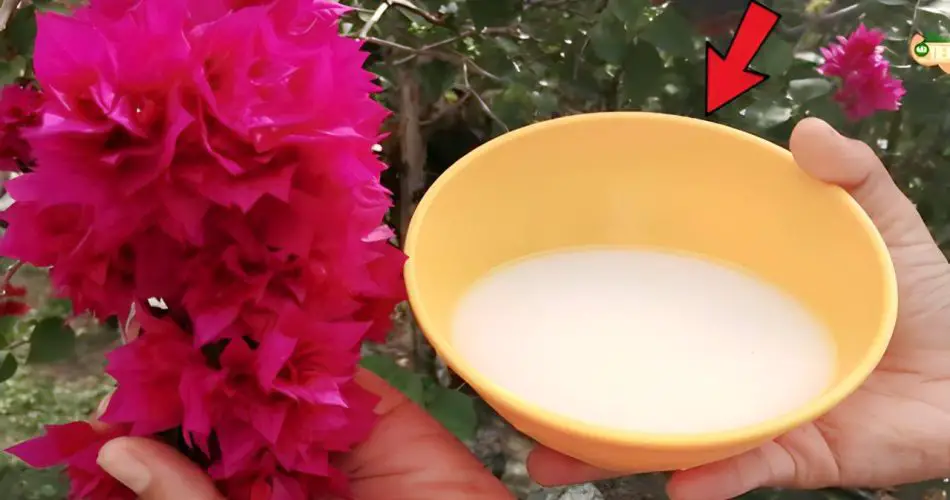 Este ingrediente es más fuerte que el agua y asegura que las plantas crezcan sanas y exuberantes.