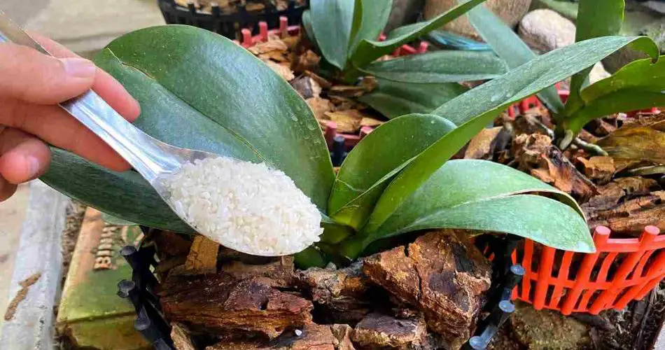 Este fertilizante natural ayuda a que su orquídea se mantenga saludable durante las cuatro estaciones.