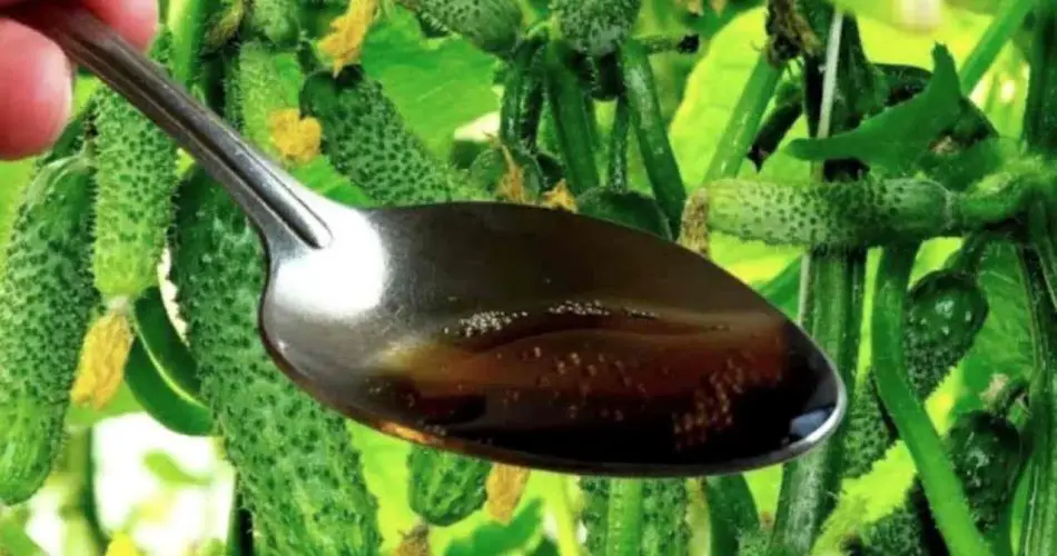 Una cucharada de este ingrediente produce un montón de frutas que nunca se ponen amarillas.