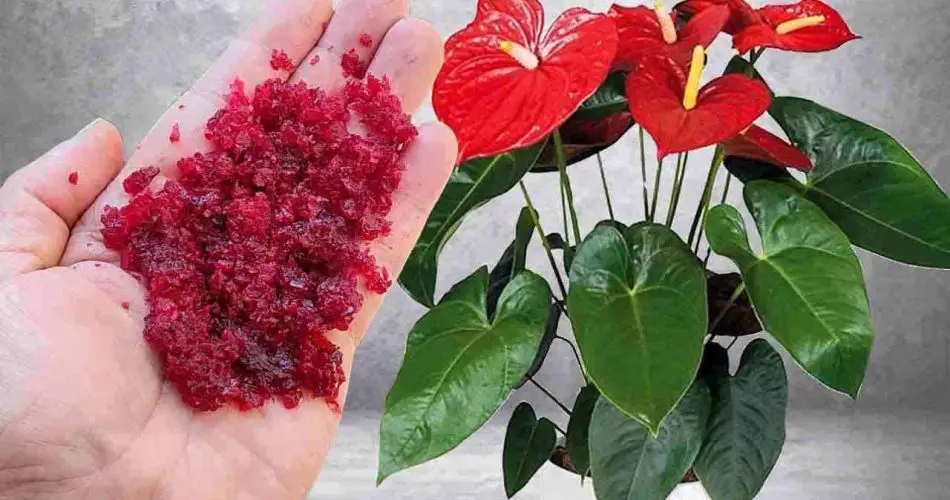 Puede parecer increíble, pero un puñado de este ingrediente hace que todo florezca.