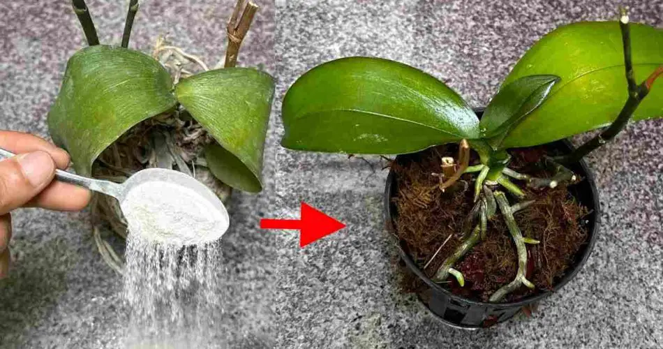 Parece casi imposible, pero todo es verdad: haga que sus plantas muertas vuelvan a la vida.