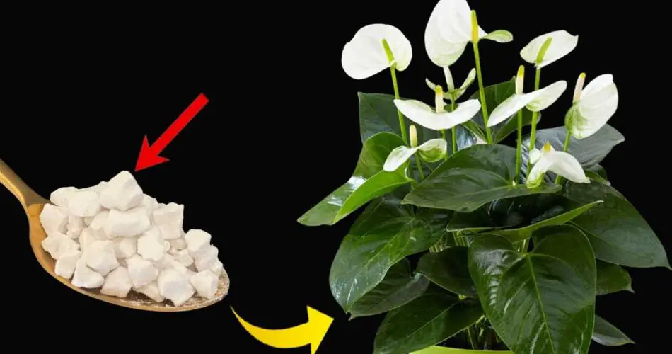 Lirio de la paz, solo con este ingrediente florece hasta 10 años seguidos