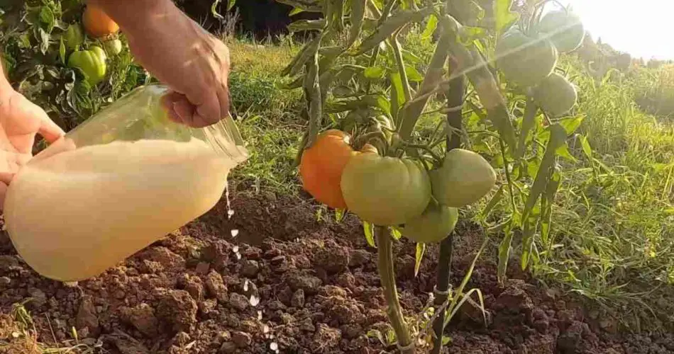 Déselo a todas sus plantas del jardín y tendrá sacos llenos de cosecha.
