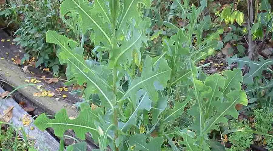 Lechuga silvestre común: la gente piensa que esta planta es mala, pero en realidad es un tesoro.