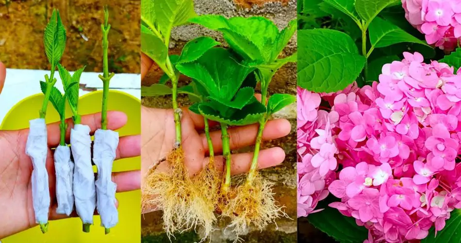 Propagar flores de hortensia con papel de seda: un método 100% eficaz