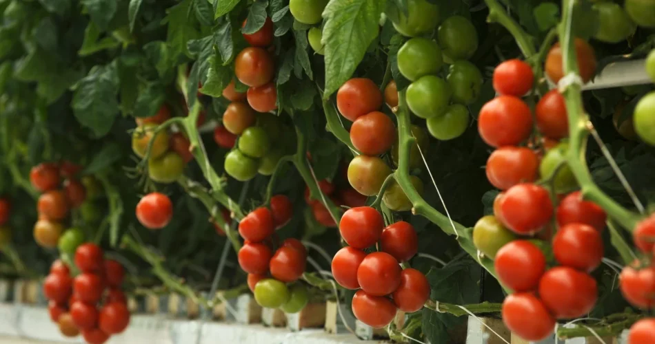 Cultivo tomates con el truco que me enseñó mi abuelo: ¡cosecha abundante!