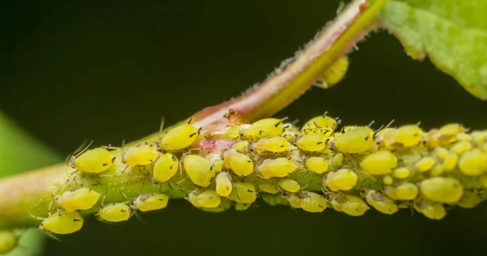 No más pulgones ni cochinillas en sus plantas: descubra cómo eliminarlos de forma sencilla y natural.