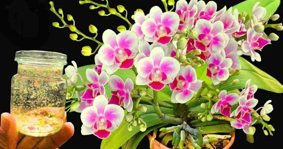Fertilizante potente, mucho más fuerte que el ajo: las plantas florecen durante 6 meses.