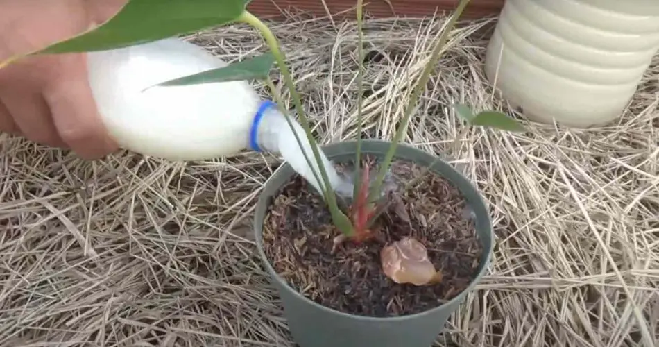Fertilizante casero potente: con 2 ingredientes revive cada planta