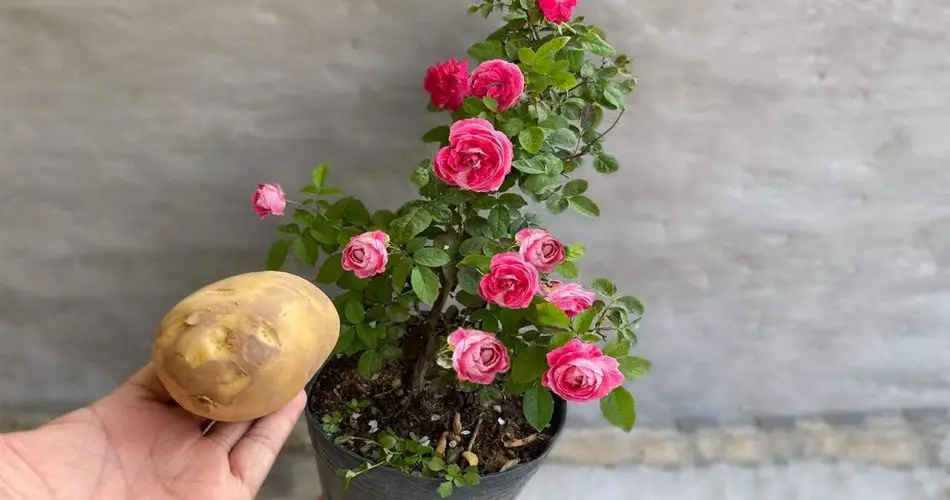 Deje 1 patata en la planta durante la noche: al día siguiente encontrará algo único.