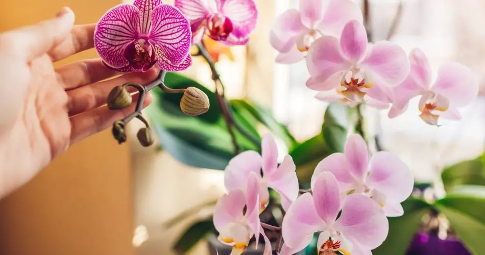 Haga que sus orquídeas florezcan incluso en invierno con este fertilizante mágico