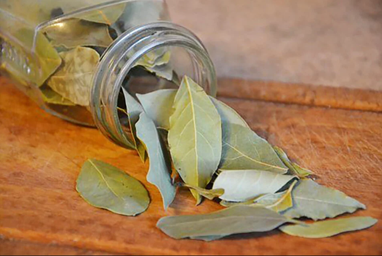 ¡Coloque la hoja de laurel en el refrigerador, mi abuela siempre lo hacía! Aquí sabrá por qué y cómo hacerlo.