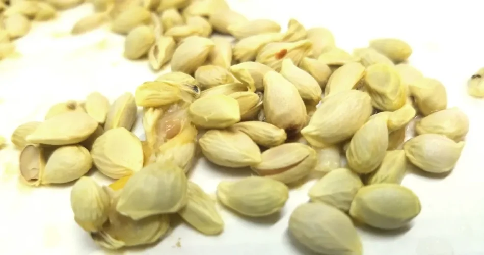 No cometa el error de tirar las semillas al exprimir limones: de este modo valen su peso en oro.