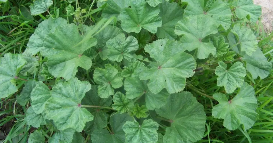 Plantas de malva: la mayoría de la gente dice que es una maleza, pero no, esta planta es un verdadero tesoro