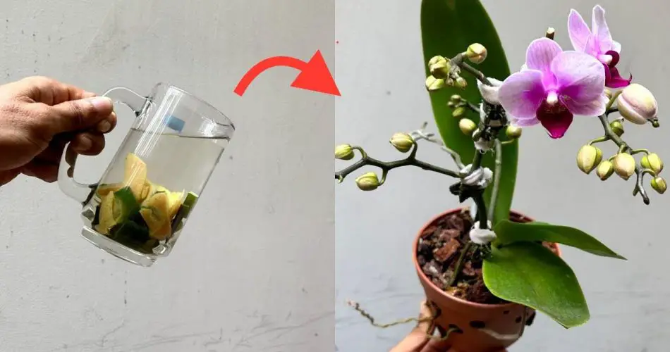Con solo una taza de este líquido, sus orquídeas duran hasta 5 años más.