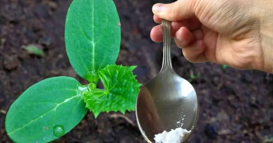 Solo una cucharada por cada pepino que tenga en el huerto, y cosechará el doble.