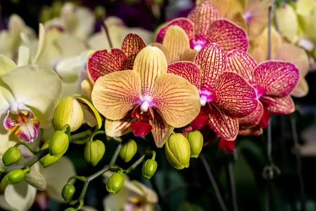 Orquídea: Este producto doméstico la hace florecer al día siguiente.