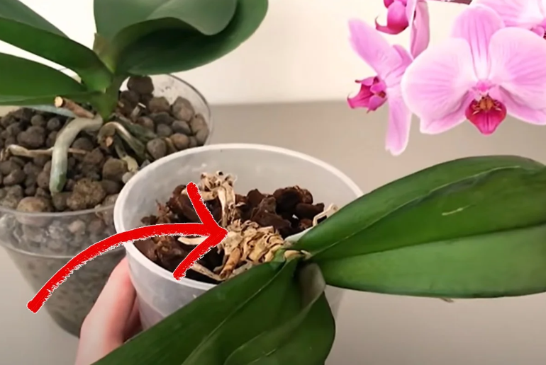 ¿Orquídea con raíces secas? ¡No la tire! Aquí descubrirá cómo puede salvarla.