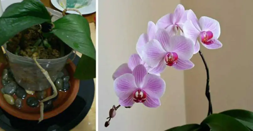 Orquídea, si la riegas así, será inmortal: este es el truco