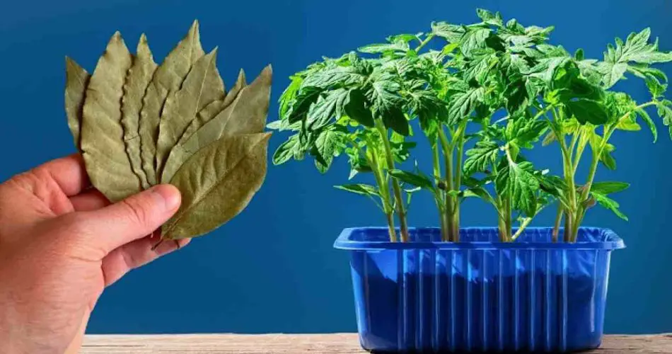 Nunca plante tomates y pimientos sin esto, verá: crecerán sin cesar.