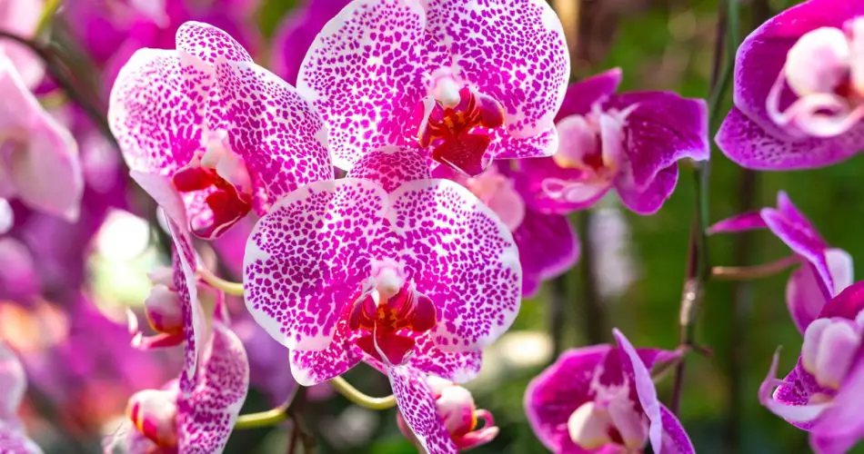 Coloque esta verdura junto a su orquídea: florece casi de inmediato.
