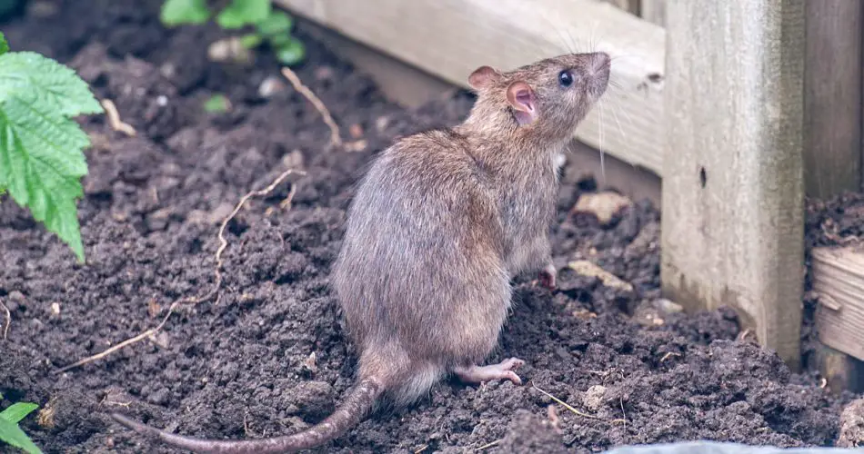 Ratas en el jardín: Este producto de baño (inusual) es ideal para ahuyentarlas