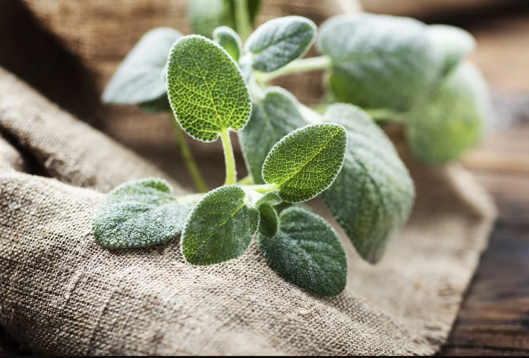 Salvia: solo una ramita y perfuma toda tu casa, ¡así se hace!