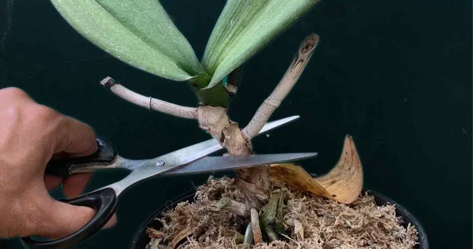 Corte el tallo de la orquídea, el resultado le sorprenderá: lo que ocurre 24 horas después.