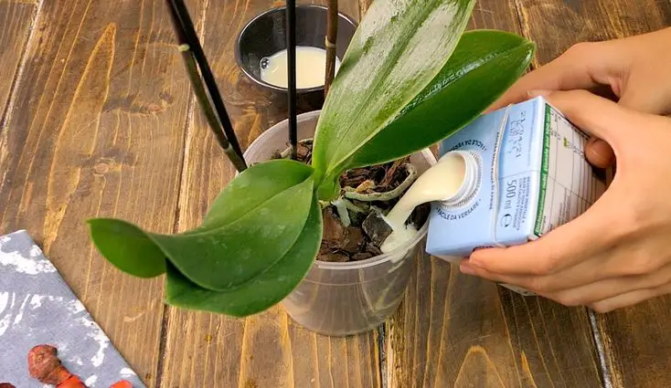 Cómo cuidar una planta de orquídea: métodos facilísimos para flores y hojas