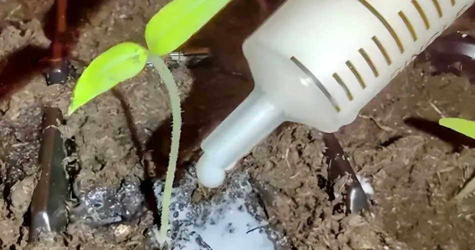 Las plántulas de tomate crecen rapidísimo si las inyecta en la tierra.