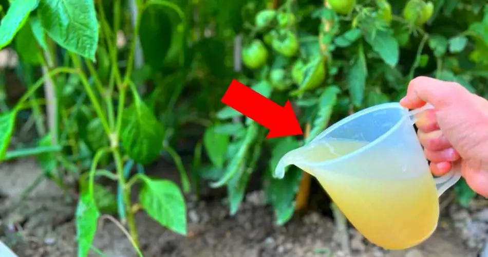 Aplíquelo ahora en sus plantas de pimiento y tomate y obtenga una cosecha increíble.