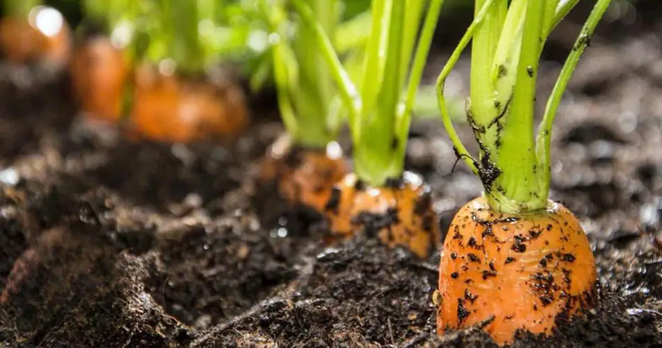 Duplique su cosecha de zanahorias con esta jugada genial — siempre le funcionará.