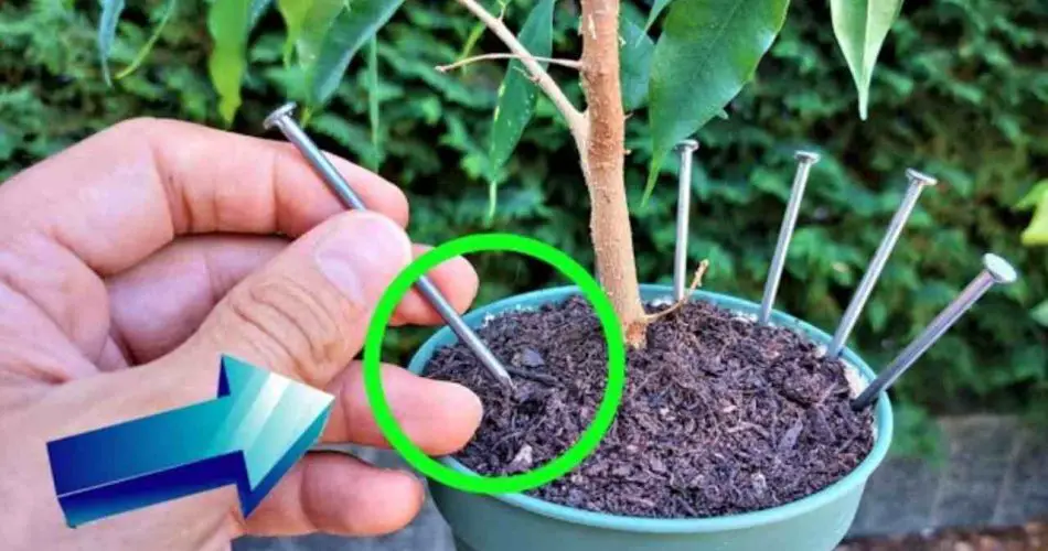 Porque todos dejan un clavo en sus plantas antes de irse de vacaciones.
