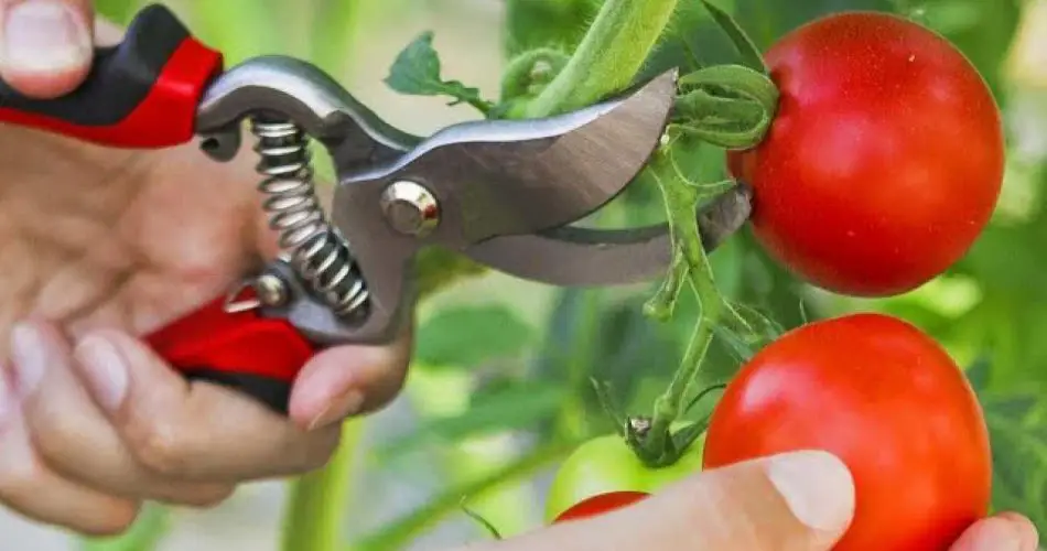 Si hace esto, producirá tomates en abundancia: incluso los vecinos querrán saberlo.