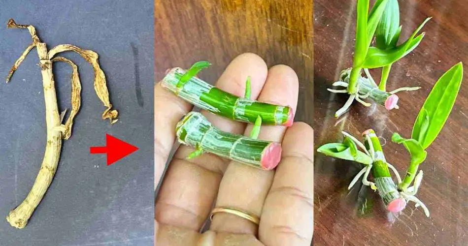 Si usted conoce este secreto, crecerán millones de orquídeas en su jardín.