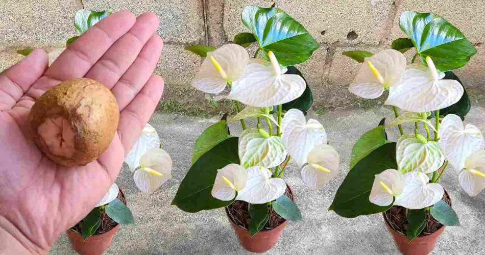 No lo vuelva a tirar si quiere despertar la envidia de los vecinos: flores y plantas exuberantes