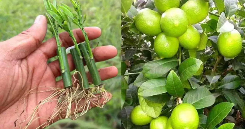 Limones: cómo propagarlos y hacerlos jugosos — el método de nuestros abuelos