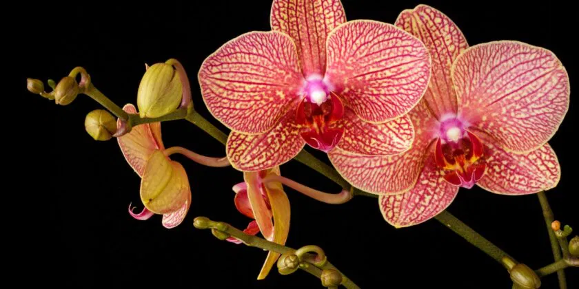 En lugar de tirarla, aprenda aquí cómo puede salvar y restaurar una orquídea moribunda sin flores y con hojas secas.