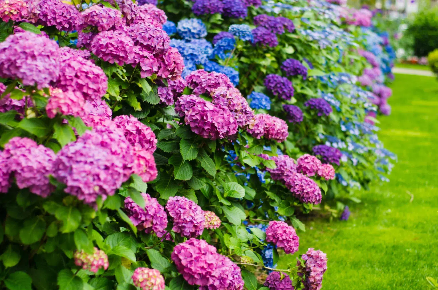 Cómo conseguir hortensias de colores: el consejo muy sencillo de un jardinero experimentado!